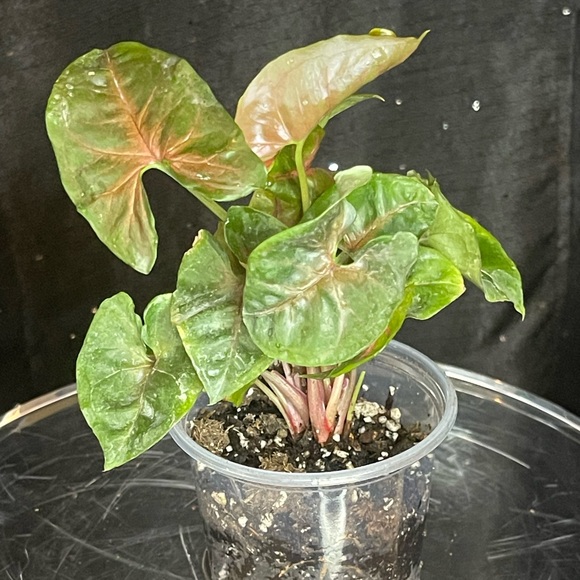 Syngonium - Picture 1 of 3